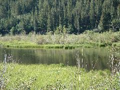 High altitude duck pond